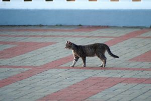 cat walking 
